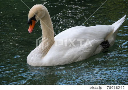 A graceful white swan swimming on a lake with dark green water. The white swan is reflected in the water A graceful white swan swimming on a lake with dark green water. The white swan is reflected in the water 78918242