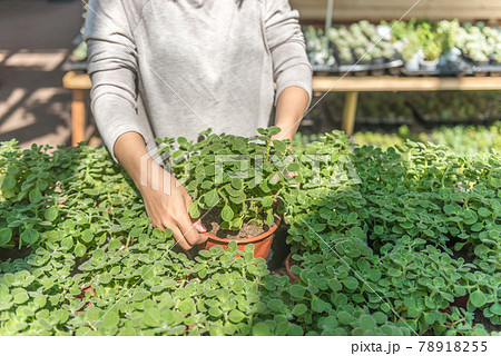 Young woman gardener holding plant pot in garden center 78918255