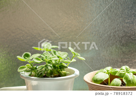 室内で育てるハーブ　（アロマティカスとバジル）　インテリア 78918372