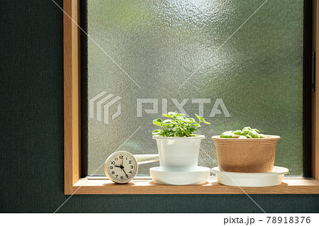 時計と室内で育てるハーブ　（アロマティカスとバジル）　インテリア 78918376