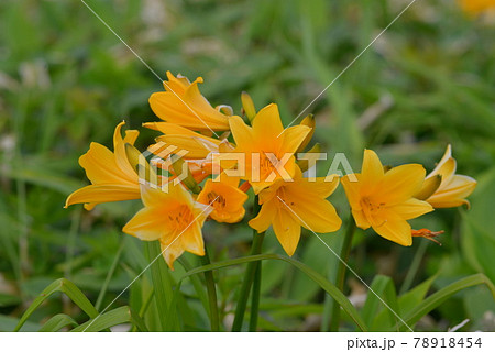 北海道　花　凛としたエゾカンゾウの花々　写真素材　6月【撮影地：北海道】 78918454