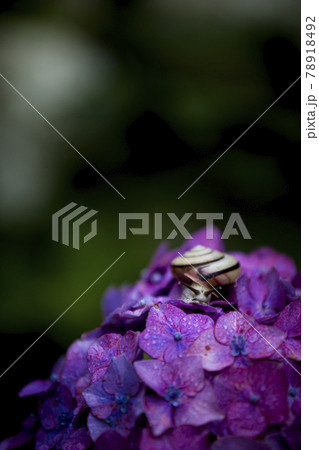 紫陽花とカタツムリ 紫陽花とカタツムリ 78918492