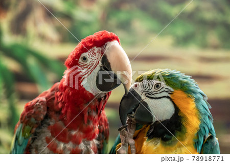 ベニコンゴウインコとハルクインコンゴウインコの顔立ちの写真素材 [78918771] - PIXTA