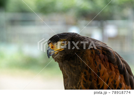 モモアカノスリのクチバシ【ハリスホークの眼光】 モモアカノスリのクチバシ【ハリスホークの眼光】 78918774