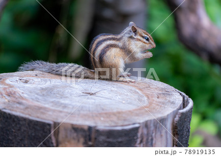 可愛いシマリス　癒やしとリフレッシュ 78919135