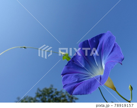 アサガオ　朝顔　あさがお 78919157
