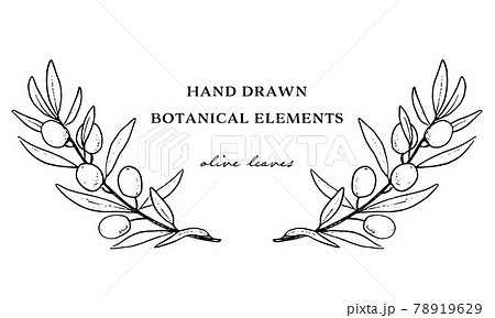 レトロな手書きフレームオリーブの枝のイラスト素材