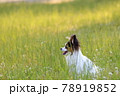 初夏の公園で遊ぶパピヨン 78919852
