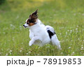 初夏の公園で遊ぶパピヨン 78919853