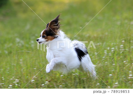 初夏の公園で遊ぶパピヨンの写真素材