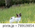 初夏の公園で遊ぶパピヨン 78919854