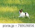 初夏の公園で遊ぶパピヨン 78919856