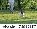 初夏の公園で遊ぶパピヨン 78919857