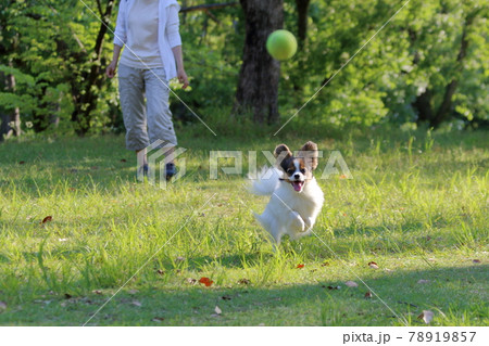 初夏の公園で遊ぶパピヨン 78919857