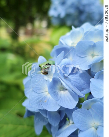 紫陽花にかわいい雨蛙 78920029