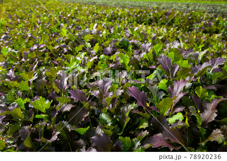 Red leafy mustard plantation 78920236