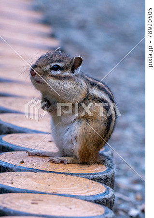 可愛いシマリス 癒やしとリフレッシュの写真素材 7505