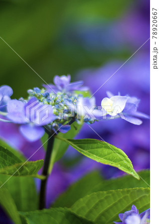 咲き始めた紫陽花の花 78920667