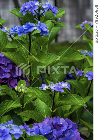 咲き始めた紫陽花の花 咲き始めた紫陽花の花 78920668