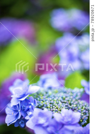 咲き始めた紫陽花の花 78920671