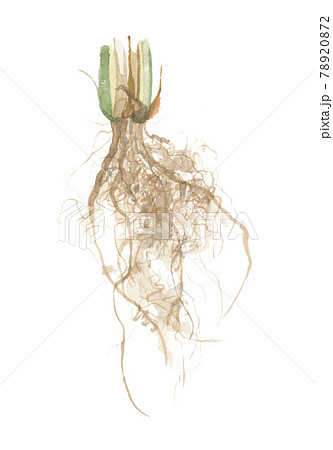 ベチバー　ウサル　カスカスガヤ　根 78920872