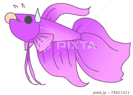 エサが大きくて食べにくそうなベタ 紫色 のイラスト素材