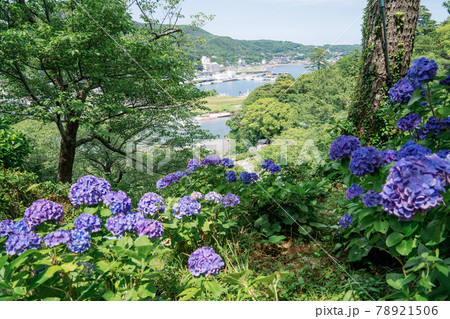 下田公園のあじさいの間から港が見えるの写真素材