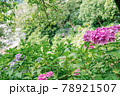 たくさんのピンク色のあじさいが咲く下田公園 78921507