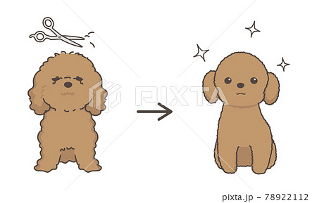 犬のトリミング　ビフォアアフター　プードル 78922112