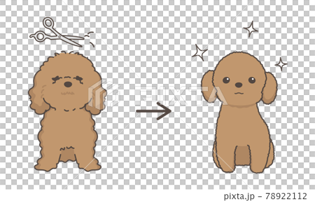 犬のトリミング　ビフォアアフター　プードル 78922112