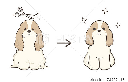 犬のトリミング　ビフォアアフター　コッカースパニエル 78922113