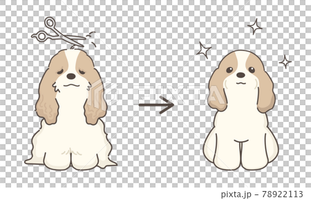 犬のトリミング　ビフォアアフター　コッカースパニエル 78922113
