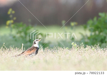 ツグミ 公園の草地で警戒しつつも餌を探す ツグミ 公園の草地で警戒しつつも餌を探す 78922133