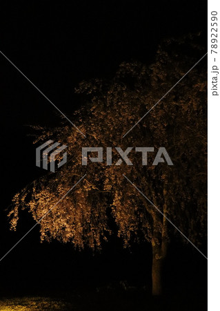 夜の枝垂れ桜（未編集） 78922590