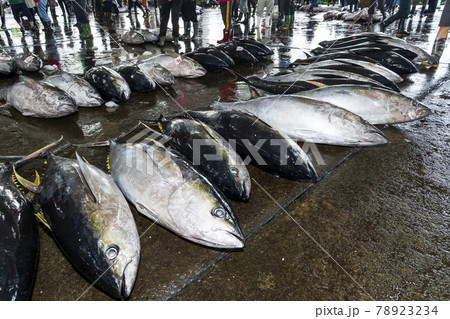 Frozen tuna piled on the ground at the fish market waiting for auction, donggang fish market auction scene in Pingtung, Taiwan. 78923234
