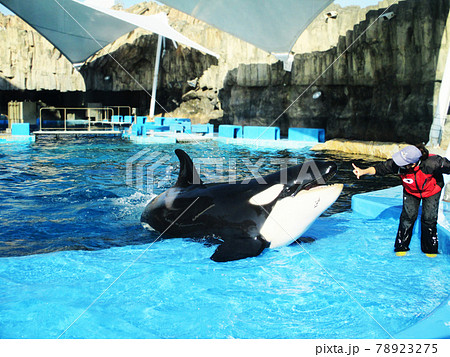 シャチ 名古屋港水族館の写真素材