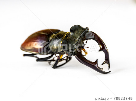 European stag beetle on white background European stag beetle on white background 78923349