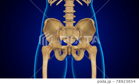 3D Illustration Human Skeleton Anatomy Bones of Pelvis or Hip 3D Illustration Human Skeleton Anatomy Bones of Pelvis or Hip 78923654