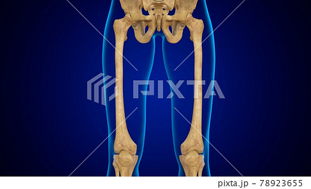 3D Illustration Human Skeleton Anatomy Bones of Femur 3D Illustration Human Skeleton Anatomy Bones of Femur 78923655