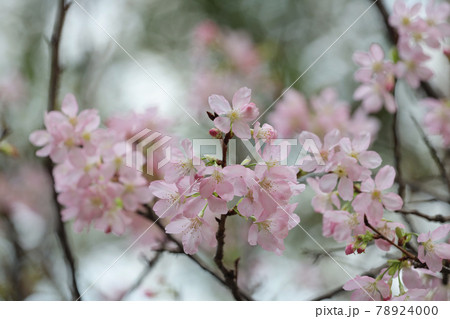 a close up of Cherry Blossom at hong kong tko park a close up of Cherry Blossom at hong kong tko park 78924000