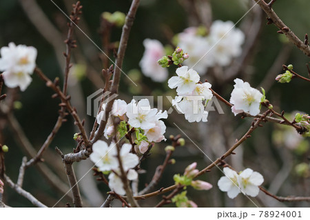 a close up of Cherry Blossom at hong kong tko park 78924001