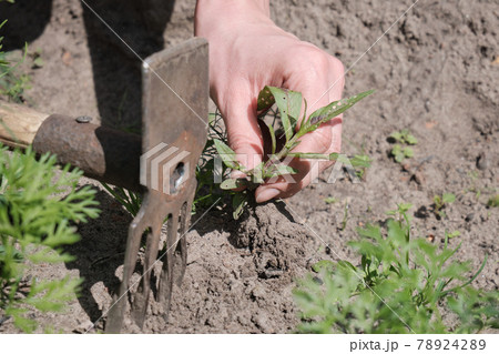 Girl farmer removes weeds from field 78924289