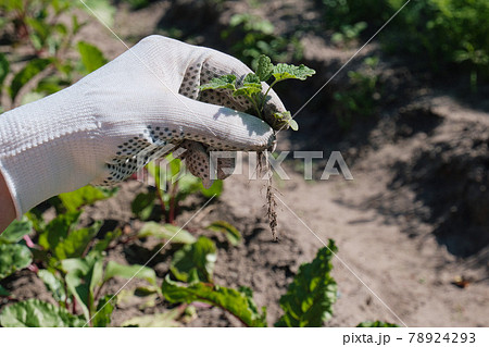 Girl farmer removes weeds from field 78924293