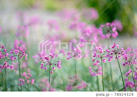 ラッキョウの花 (鳥取県北栄町) ラッキョウの花 (鳥取県北栄町) 78924329