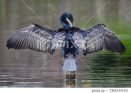 羽を広げると鎧をまとったように見えるカワウの姿 78924430
