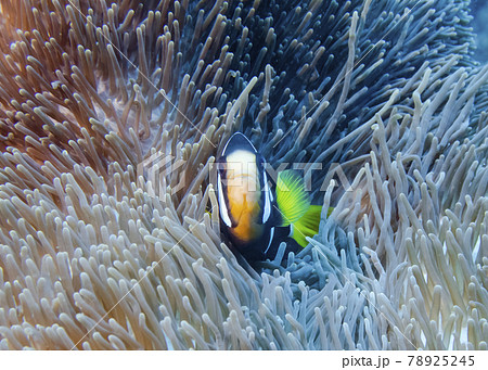 Anemone fish in the anemones on coral at the bottom of the Indian Ocean 78925245