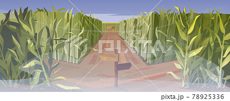Road on cornfield and wooden direction sign in fog 78925336