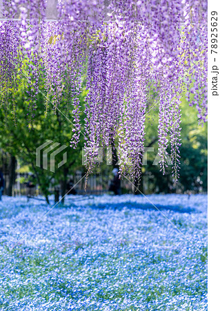 藤とネモフィラ 78925629