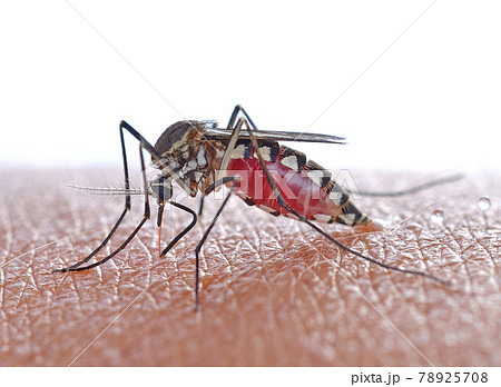 Close up a Mosquito sucking human blood, 78925708