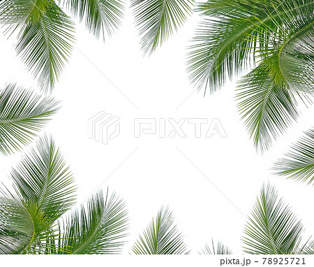 coconut leaves on white background 78925721